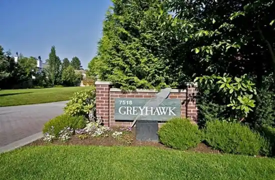 Grey Hawk